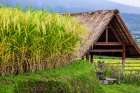 Jatiluwih Rice Terrace is a stunning UNESCO Site, located in the Tabanan Regency of Bali, Indonesia Art Print
